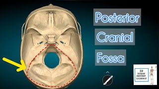 Posterior Cranial Fossa I Human Anatomy Tutorial [upl. by Avan]