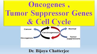 Oncogenes Tumor Suppressor Genes and Cell Cycle [upl. by Niwrek]