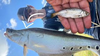 Live Shiner Fishing for South Floridas Peacock Bass and Clown Knife Fish [upl. by Liddie]