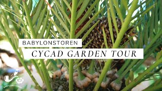 Babylonstorens Cycad Garden Tour [upl. by Atiugal]