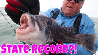 Catching Blackfish Tautog  Fishing for TOGZILLA [upl. by Aneeb]