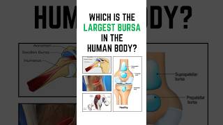 Which is the largest bursa in the human body Anatomy quiz shorts anatomy 🎯 [upl. by Amikehs335]