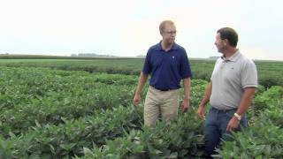 Stine Soybean Breeding Program [upl. by Byram]