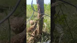 birds  termites eating videos short [upl. by Arvo504]