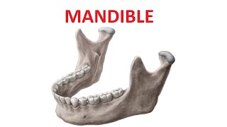 Mandible Anatomy [upl. by Larrej]