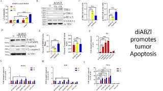 DiaBZl stimulates tumor Apoptosis Code 703 [upl. by Batha41]