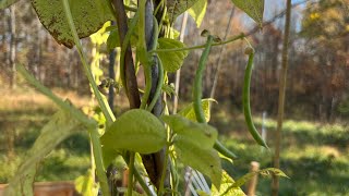 Harvesting sunchokes amp storytime [upl. by Annaitat373]