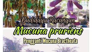 Budidaya Kelapa Sawit quotKacangan Mucuna pruriens sebagai Pengganti Mucuna bracteataquot [upl. by Kast]