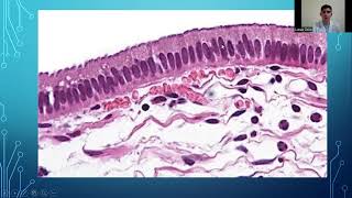 Epitelio cilindrico simple con Celulas CaliciformesHistologiaUNNE [upl. by Moersch]