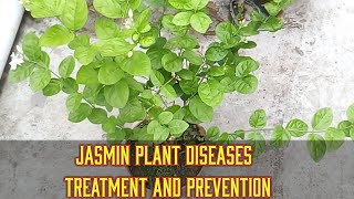 Jasmin plant diseases treatment and care [upl. by Claudell]