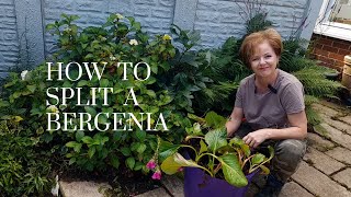 Splitting a Bergenia  how to get more plants for free [upl. by Ashla]