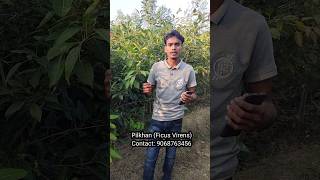 Pilkhan ficus Virens  Available Ms plants point Contact 9068763456 short specialplants india [upl. by Okin]