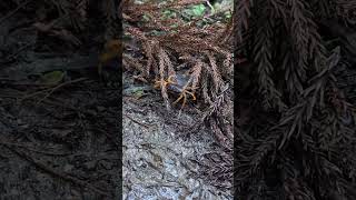 正在爬熊野古道的螃蟹 Crab on Kumano kodo [upl. by Vale994]