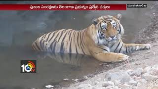 Special Story On Tiggers  Safety for Tiggers  Sirpur Tigger None  Komara Beam  10TV [upl. by Schweiker841]