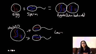 Meiosis and Crossing Over [upl. by Aleacim]