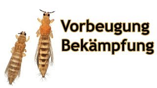 Wie man Thrips vorbeugtbekämpft [upl. by Aleb]