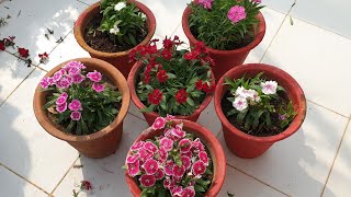 Dianthus Care Tips  How to Grow and Care Dianthus Plant  Fun Gardening [upl. by Tiffanle]