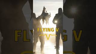 Check out our new waterfowl series with the guys from Flying V hunting waterfowl [upl. by Sitnerp]