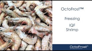 OctoFrost™ Freezing IQF Raw amp Cooked Shrimp [upl. by Einad33]