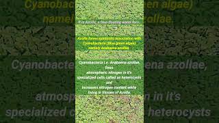 Biofertilizer  AzollaAnabaena  Azolla Farming  shorts [upl. by Anirehtac]