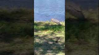 Massive alligator spotted near sidewalk in Mobile Alabama [upl. by Dias]