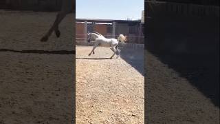 World great horse 🐎 breed 💪🏾💪🏾short shots shorts trending youtubeshorts trendingshorts horse [upl. by Carce]