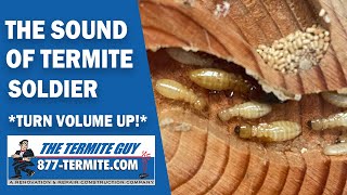 RARE VIDEO The Sound of Termite Soldier [upl. by Brasca]