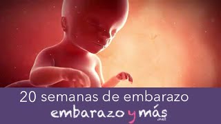 20 semanas de embarazo  Quinto mes  EMBARAZOYMAS [upl. by Ahsinotna83]