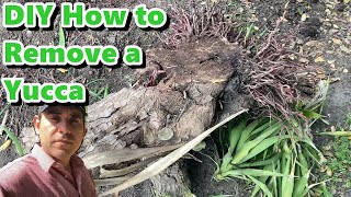 How to Remove a Yucca DIY [upl. by Gnouh302]