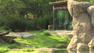 Africa New Lion Exhibit  Cincinnati Zoo [upl. by Nitsrek]