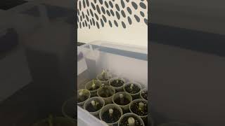 Rooting Fig Cuttings In August [upl. by Dat673]