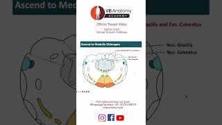 TEASER Dorsal column tracts [upl. by Neemsay]