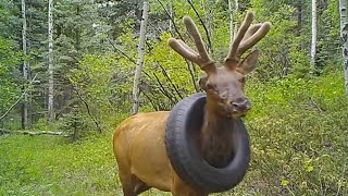 Elk Freed From Tire Stuck Around Its Neck for Years [upl. by Llain]