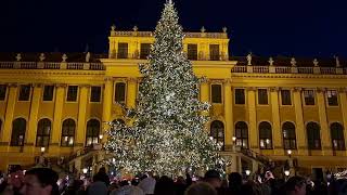 Christbaum in Schönbrunn wird illuminiert 2024 [upl. by Amorita]