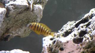 Tropheus Brichardi Cichlid Fish [upl. by Enyaj]