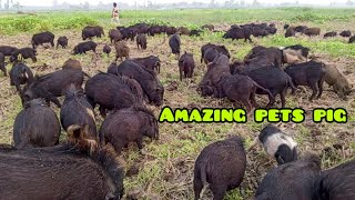 world famous pig videosukor riding in amader gramer mudvillage farming life of pigs [upl. by Renae]