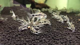 corydoras habrosus [upl. by Ennaeed]