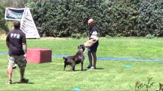 Working Mastiff  RTP Champion Quebrao [upl. by Nyladnewg]