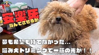 噛み癖で獣医が諦めるトイプードルの噛み犬トリミング！！ [upl. by Floris607]