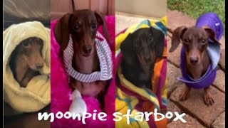 Chapter 12 Moonpie Starbox TikTok Compilation [upl. by Trebmal]