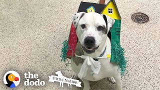 Dog Stuck In Shelter Over 1000 Days Cant Stop Kissing His Family  The Dodo Pittie Nation [upl. by Byron368]