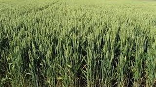 Singularidades Del Proceso De Ensilaje De La Avena Forrajera  TvAgro por Juan Gonzalo Angel [upl. by Euell]