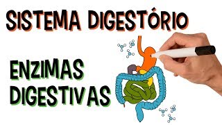 ✅ SISTEMA DIGESTÓRIO E ENZIMAS DIGESTIVAS [upl. by Suoirtemed184]