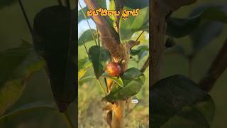 Jaboticaba fruit is set in our Ramanujans garden plinia cauliflora myrtaceae exoticfruitplants [upl. by Farrel]