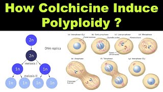 How Colchicine Induce Polyploidy during Cytokinesis   Mutations  Dr Ghanshyam Jangid [upl. by Airad753]