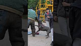 🛡Cool bodyguard Prometheus Attack of the Cane Corso GUARDODESSA Bodyguard dog training Odessa [upl. by Coonan411]