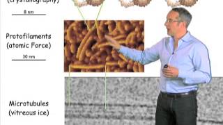 Overview of microtubules  Anthony Hyman MPICBG [upl. by Jakob]