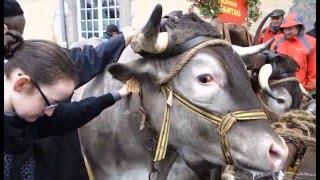 Fête des boeufs gras à Bazas Gironde [upl. by Assiluy285]