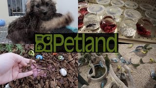 HOW DOES PETLAND CARE FOR THEIR ANIMALS [upl. by Miun]