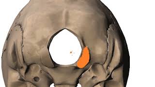 rectus capitis group of muscles and occipital condyles DR SAMEH GHAZY [upl. by Einahpetse799]